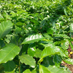 Young Coffee Plant