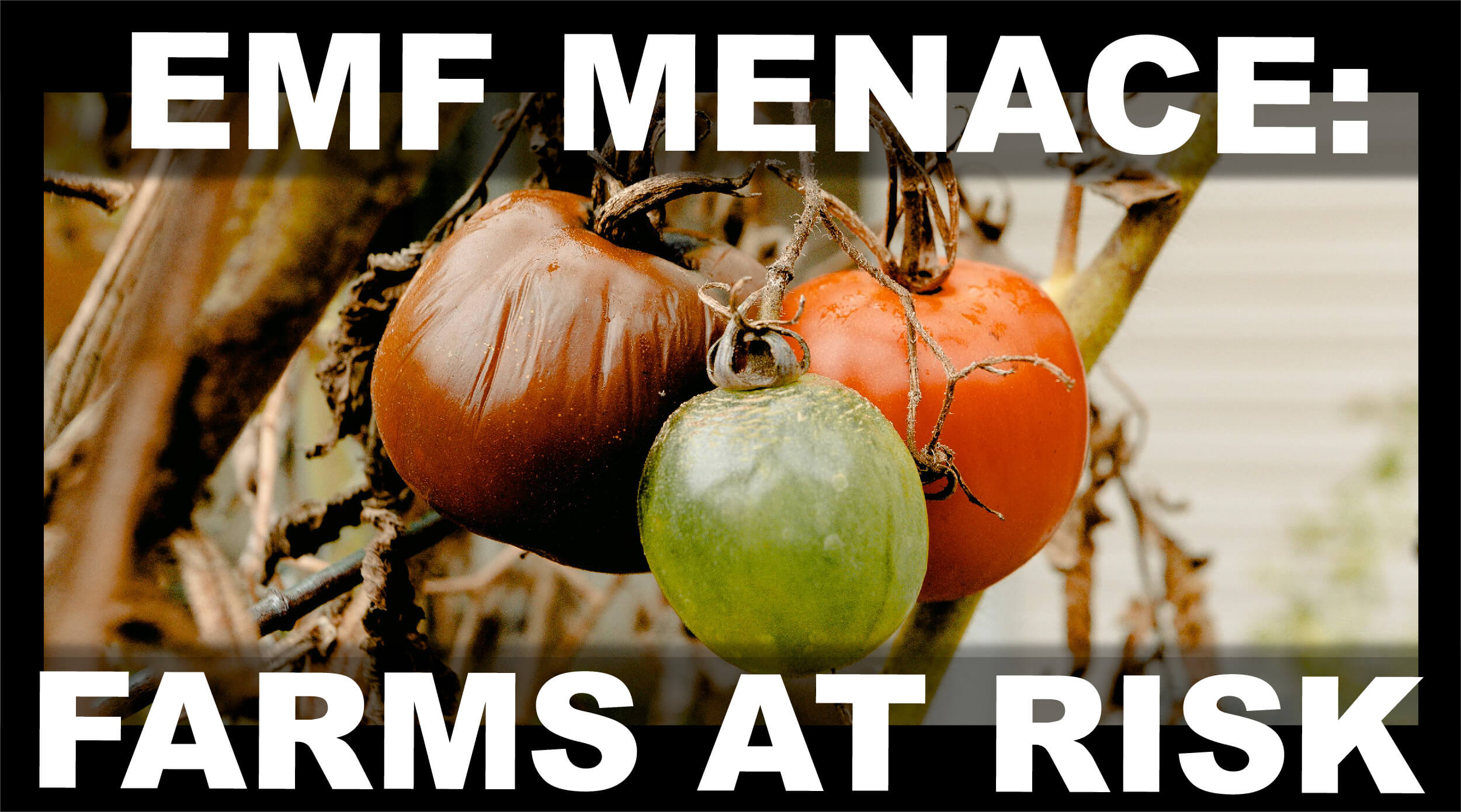 a group of rotten tomatoes, showcasing the effects of EMF stress on produce.