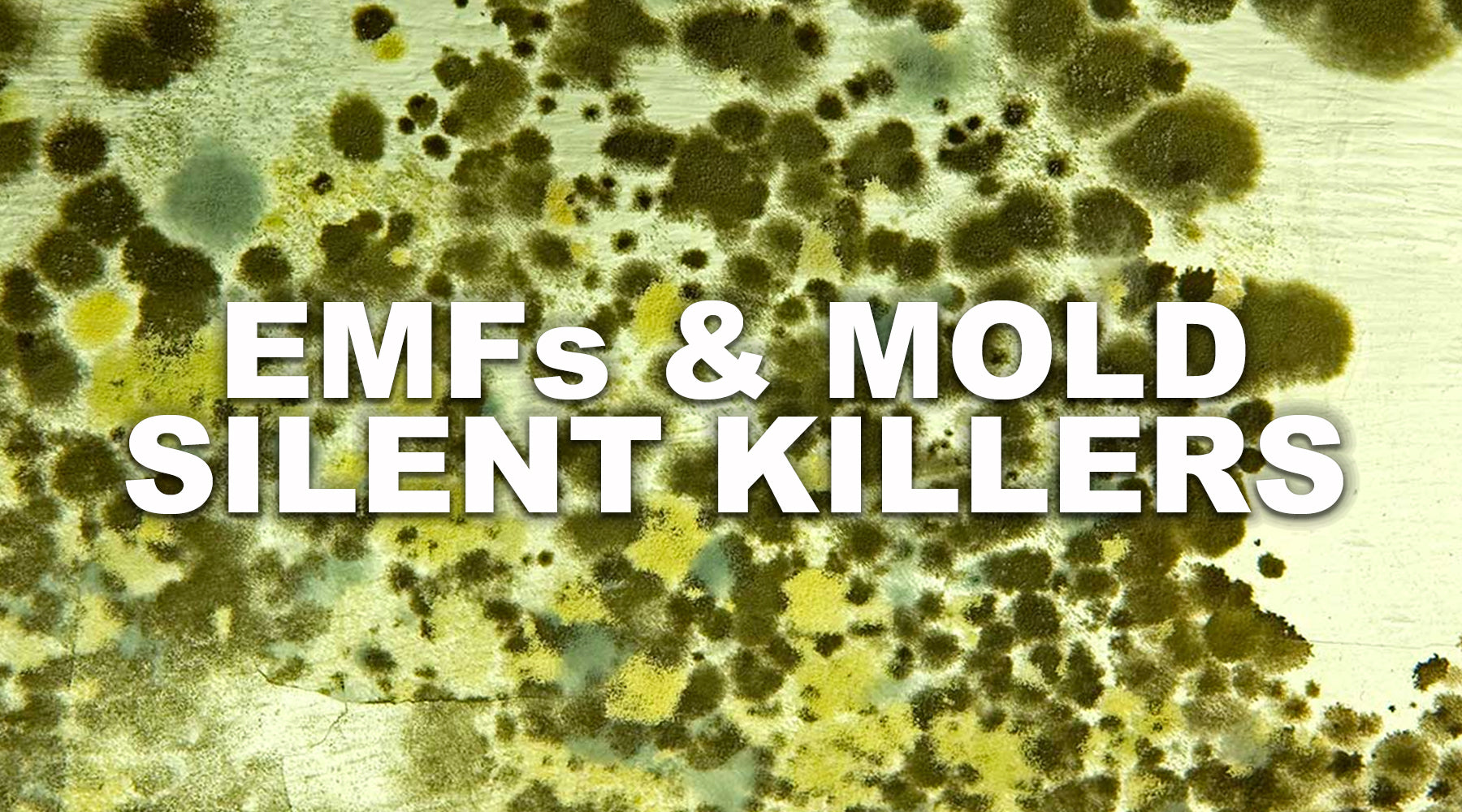 mold fungus