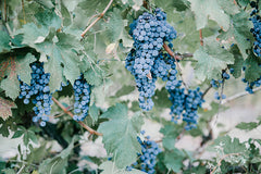 grapes protected from EMF by Essential Energy Solutions