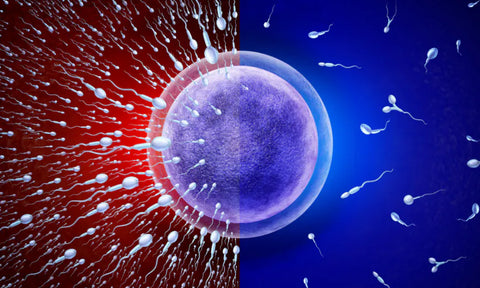 sperm count reduced by emf essential energy solutions