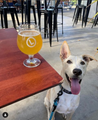 Riley Pup Passport Dog Level Beer