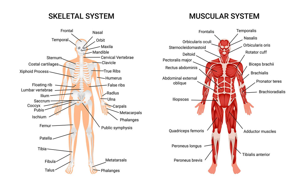 Anatomy of the human core and abdominal area