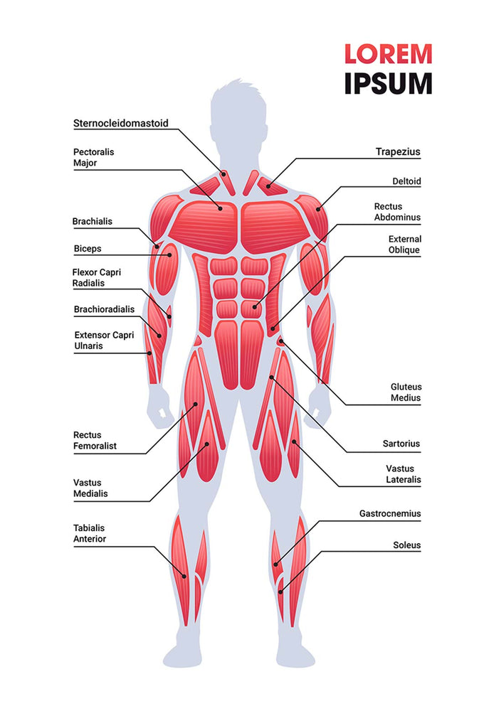 The Core Muscles Explained