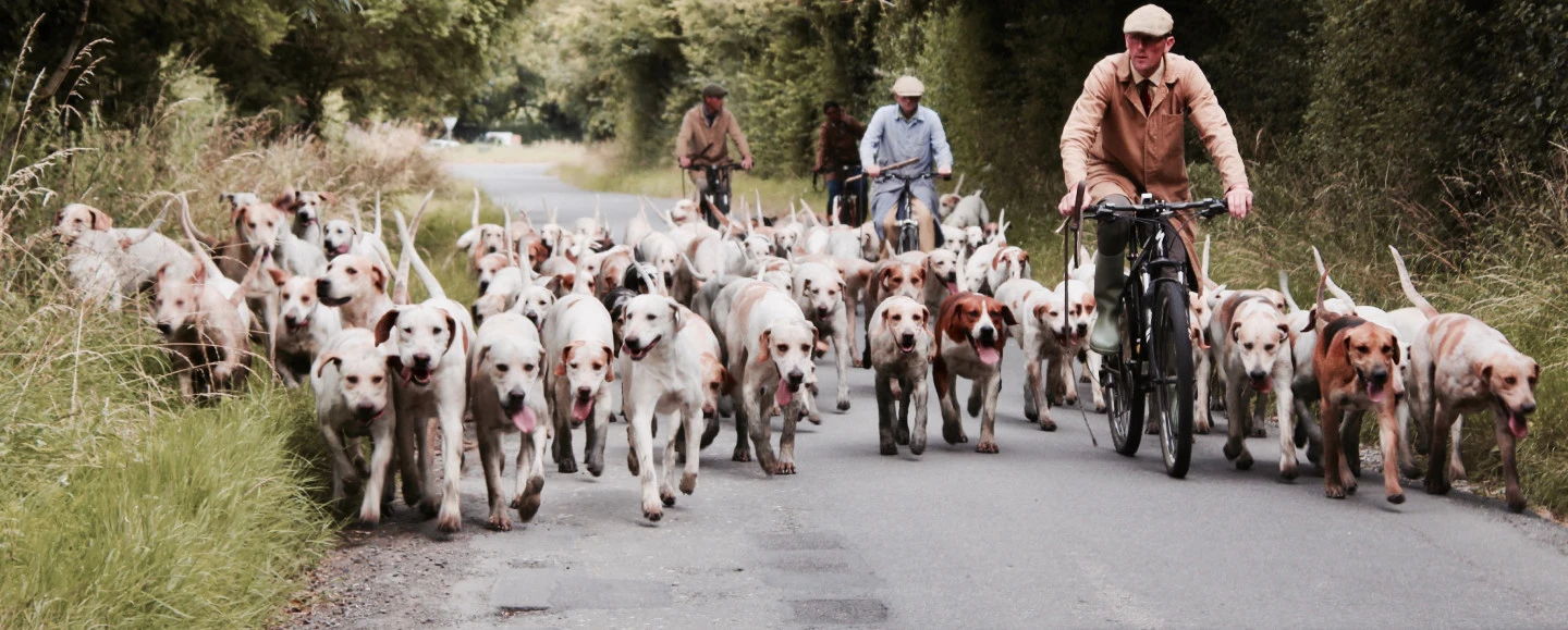 psy na drodze z ludźmi na rowerach