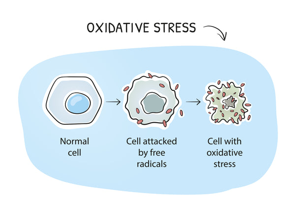 Oxidative Stress - Fortitude Equine