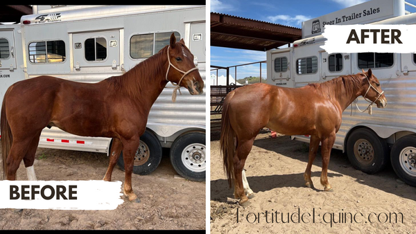 Fortitude Equine Complete Aminos Before & After