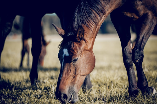 Horses Grazing - Fortitude Equine Decoding Horse Feed
