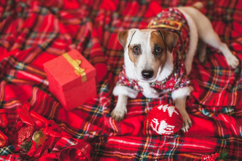Elevate Your Pet's Holidays: Luxurious Christmas Pet Blankets, Crafted with Seasonal Splendour for Ultimate Comfort and Style.