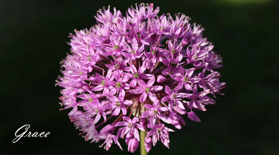 Allium