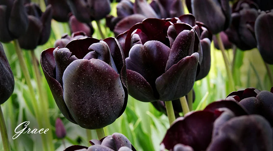 Black-Tulip-Flower-Meaning