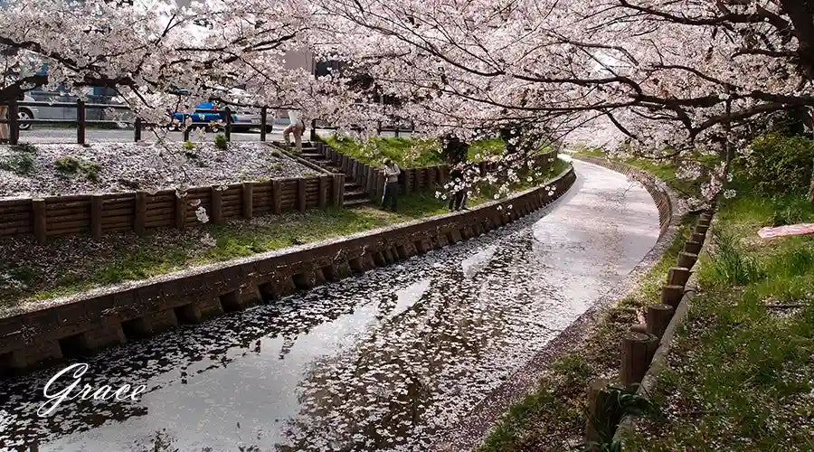 Cherry-Blossom-Festivals