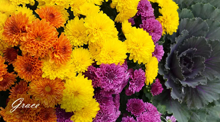 Chrysanthemums-for-stress-relief