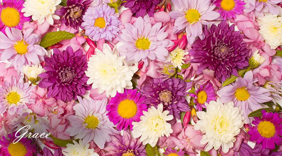 Chrysanthemums