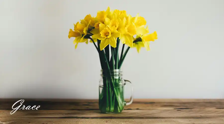 Daffodils-for-alergy
