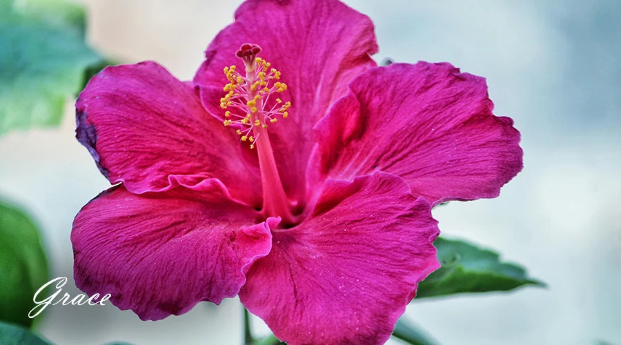 Hibiscus-flower-medical-uses