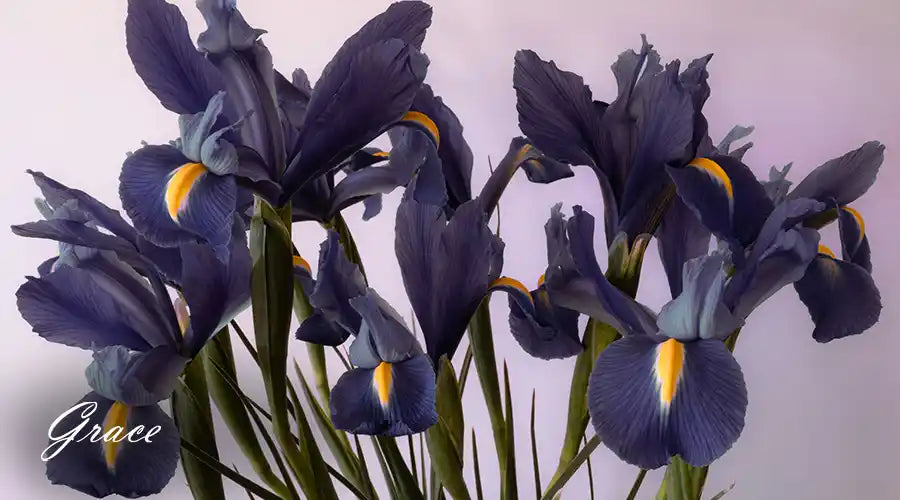 Irises-for-alergy