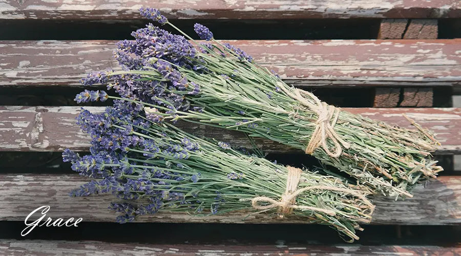 Lavender-flower-medical-uses.webp