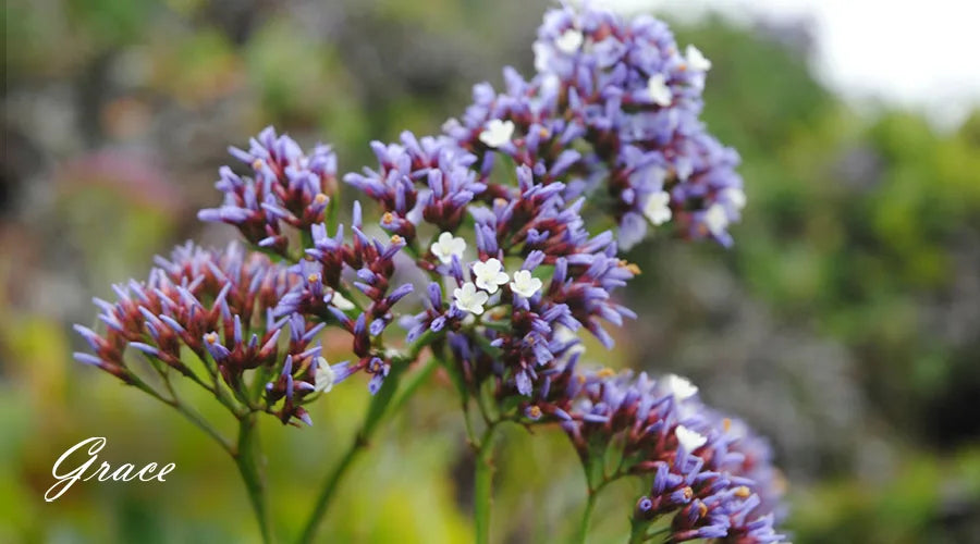 Limonium