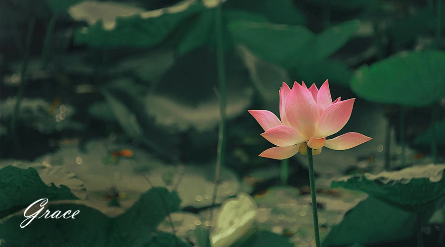 Lotus-flower-medical-uses