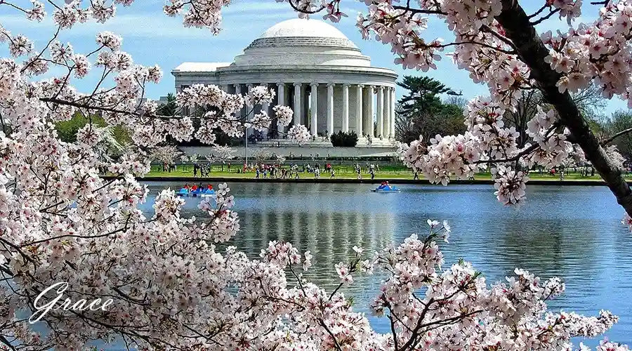 National-Cherry-Blossom-Festival