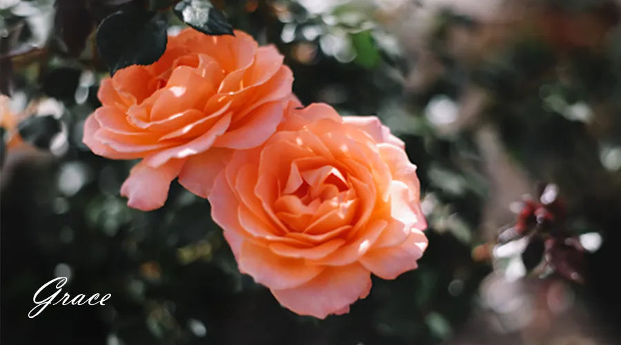 Orange-Roses