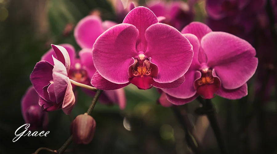 Orchids-for-alergy