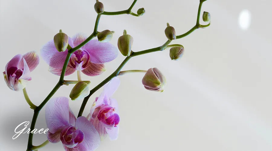Orchids-for-stress-relief