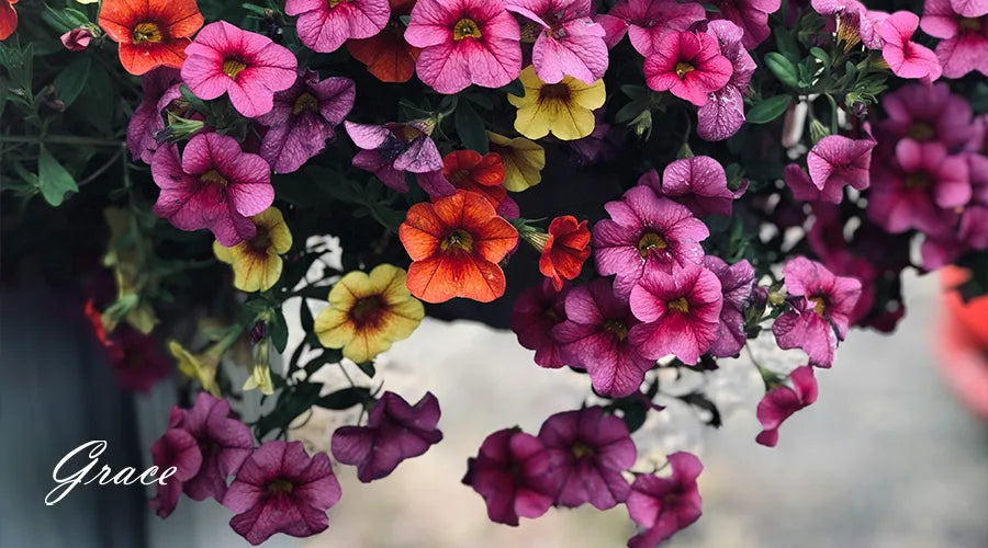 Petunias-flower-in-summer