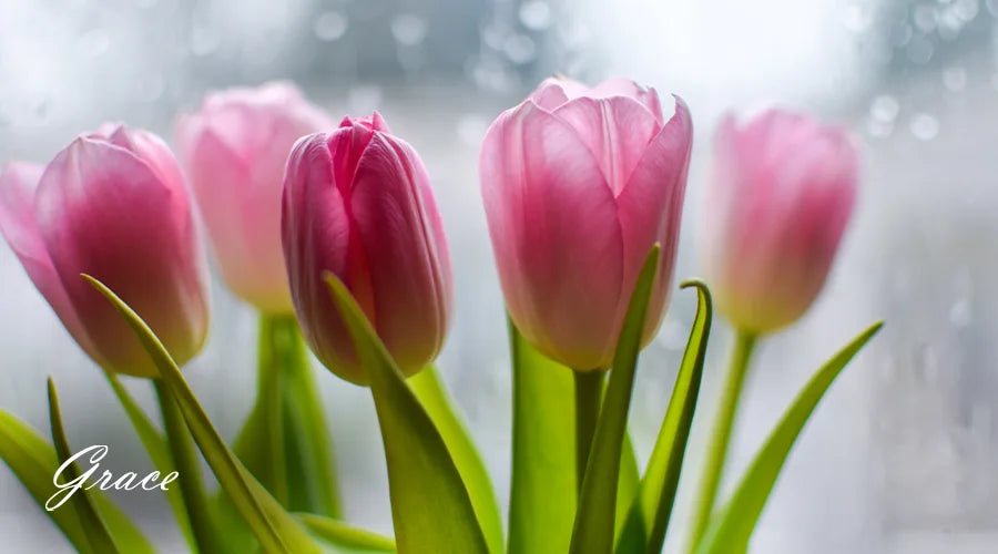 Pink-Tulip-Flower-Meaning