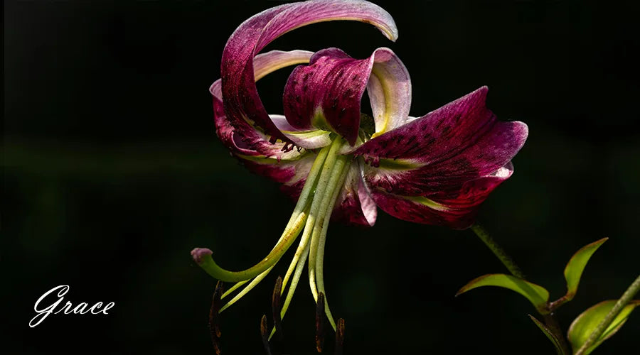 Purple-Lily-Flower-Meaning-And-Symbolism