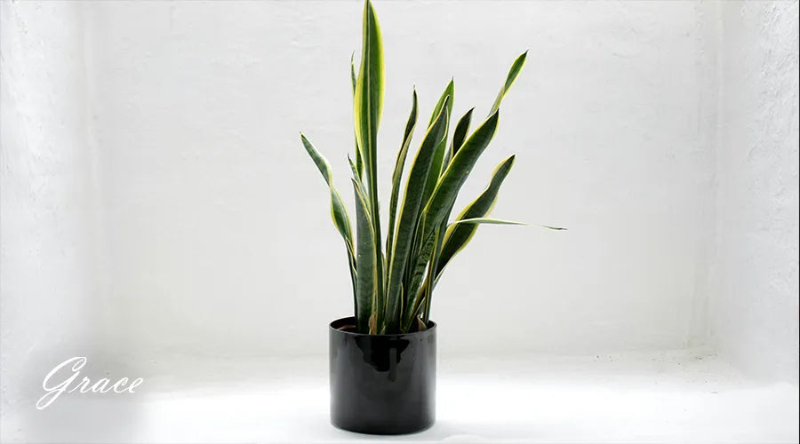 Snake-Plant-Energy-Boosting-Air-Purification