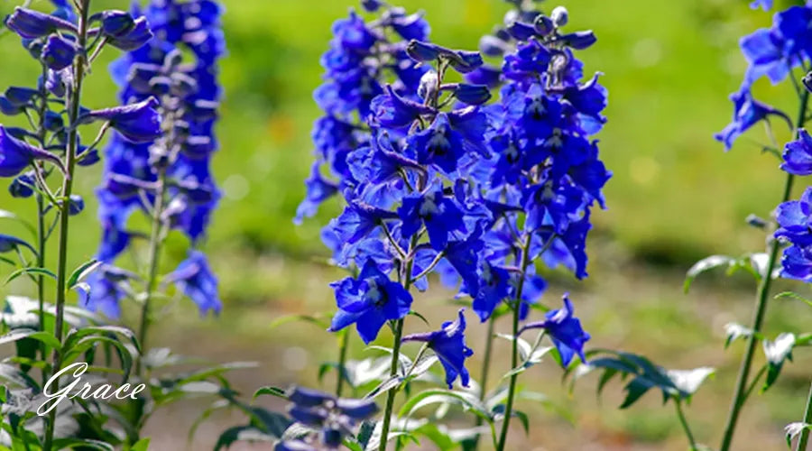 Tall-spires-of-delphinium-July-birth-flower