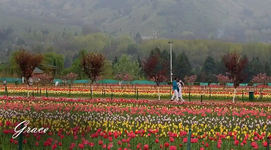 Tulip-Festival