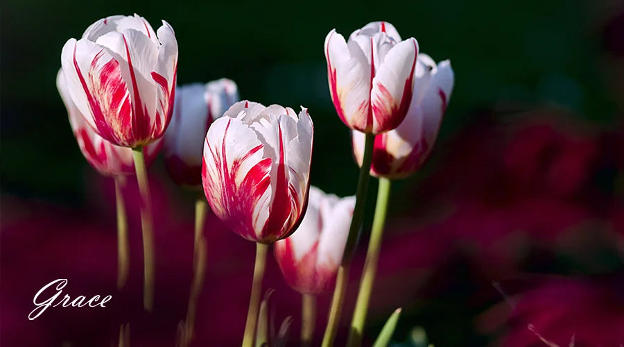 Variegated-Tulips-(Multicolor-Tulips)