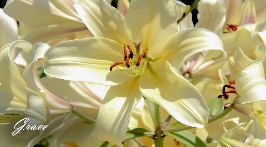 White-Lily-Flower-Meaning-Symbolism