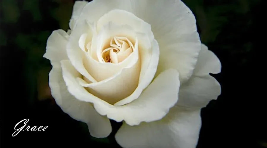 White-Roses