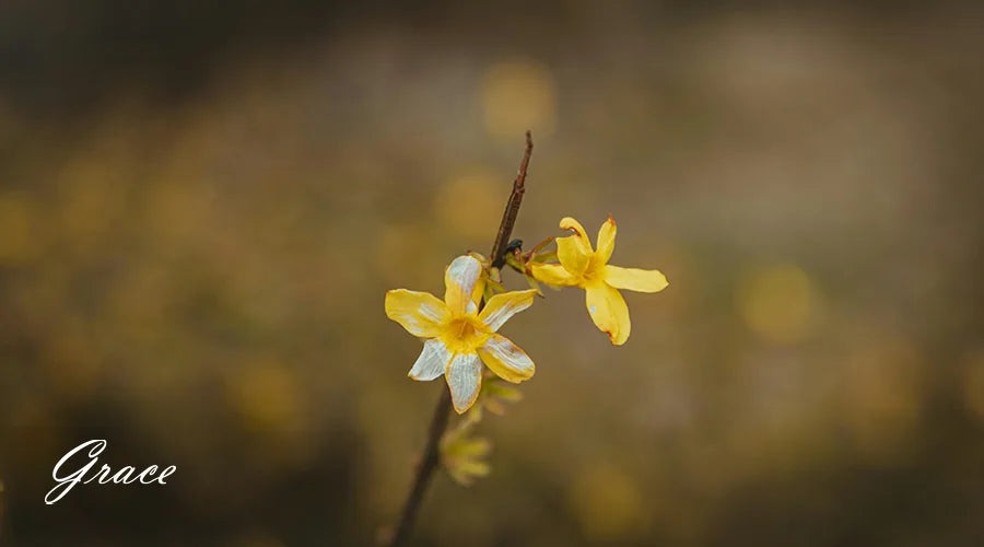 Winter-Jasmine