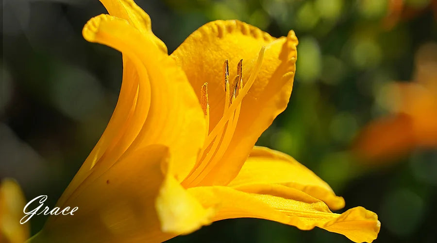 Yellow-Lily-Flower-Meaning