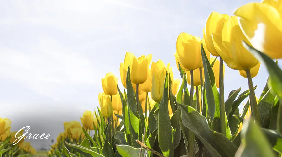 Yellow-Tulip-Flower-Meaning