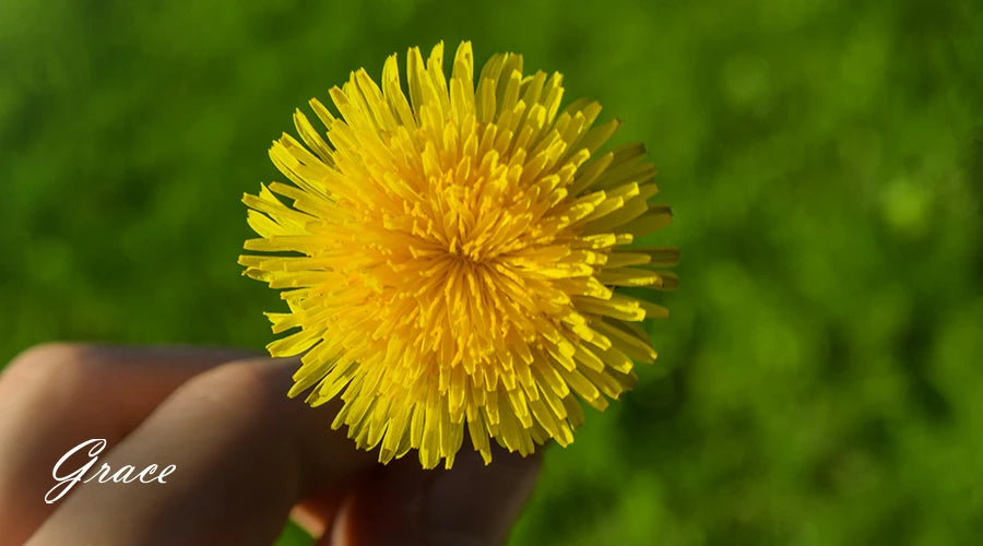 dandelion-flower-medical-uses