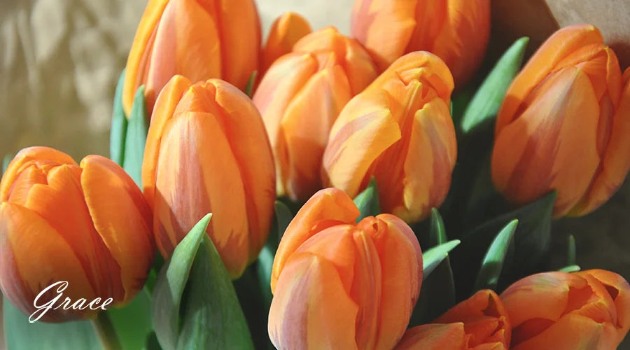 orange-Tulip-Flower-Meaning