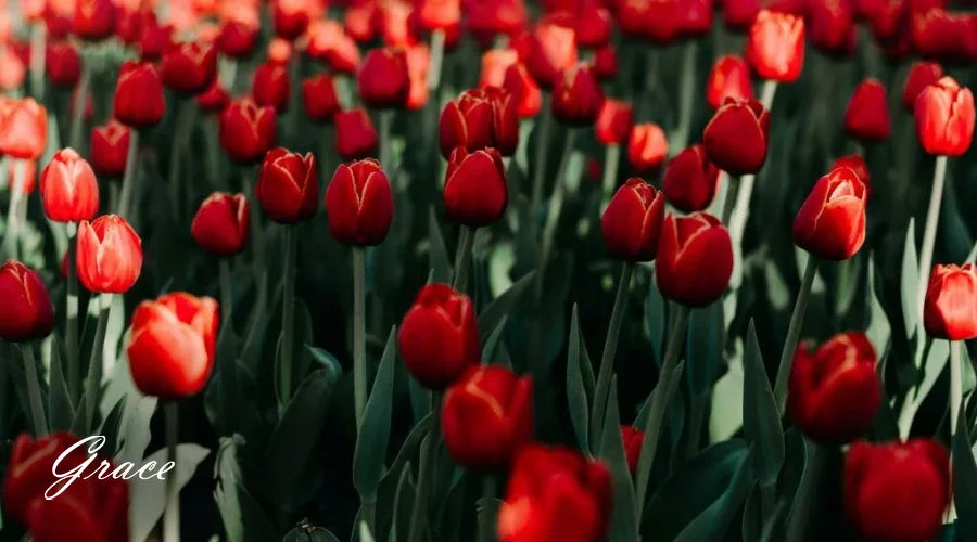 red-Tulip-Flower-Meaning
