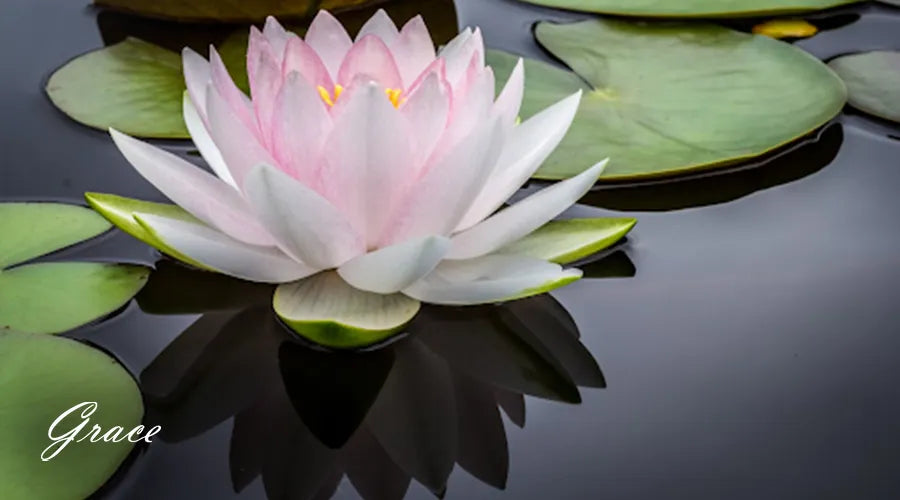 water-lily-july-birth-flower