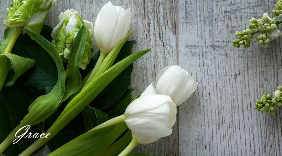 white-Tulip-Flower-Meaning