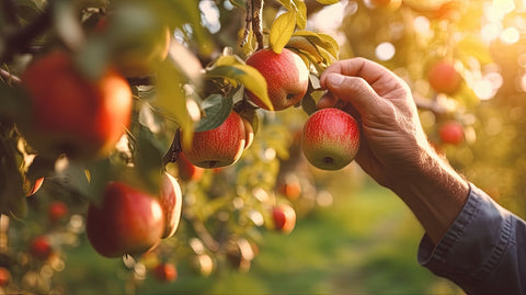 6 Things You Need to Know Before You Go Apple Picking at All Seasons Orchard