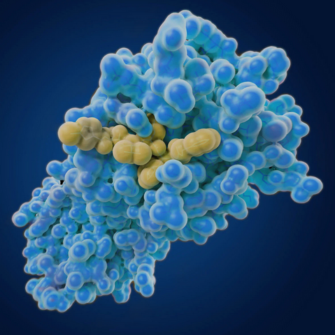 The coronavirus 3CL hydrolase enzyme, aka main protease, with an inhibitor bound in the active site.