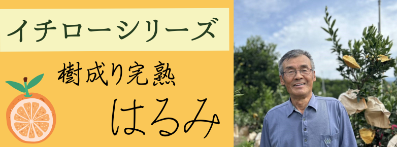 有田の柑橘生産者イチローさんの完熟はるみ