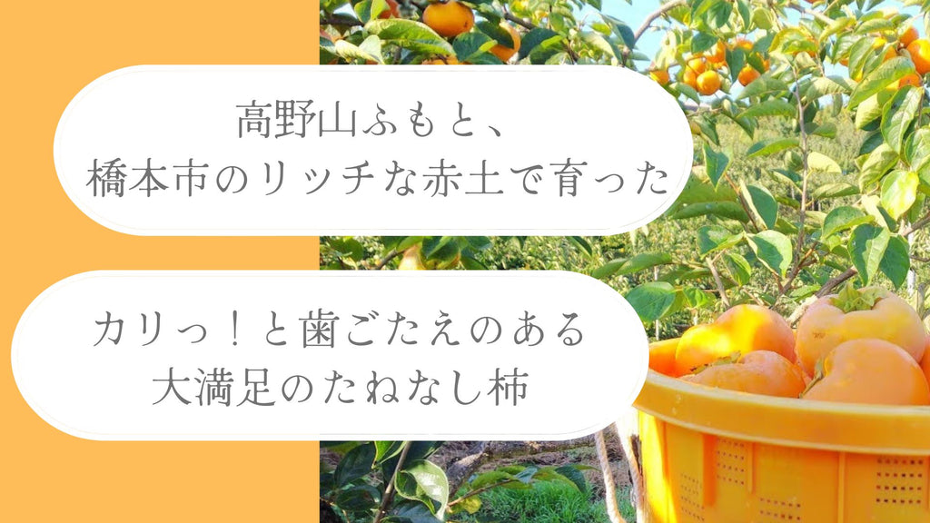 高野山柿