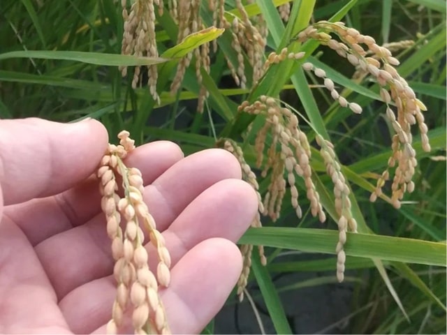 ファームゆうきの有機栽培基準のお米